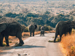 quer_animals_road